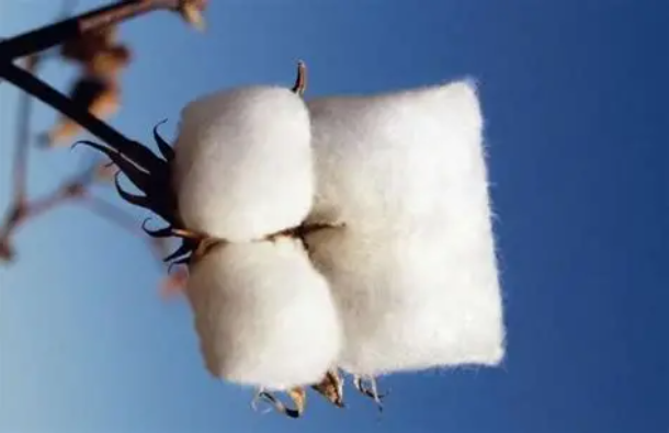 纯棉、全棉、100%棉，有啥区别