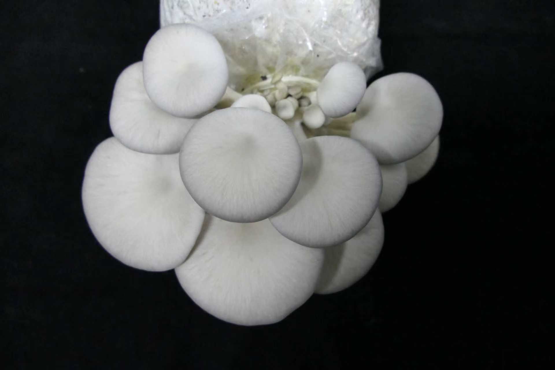 自养自采，蘑菇自由的乐趣与风险